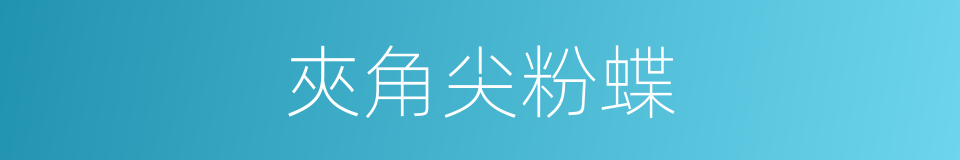 夾角尖粉蝶的同義詞