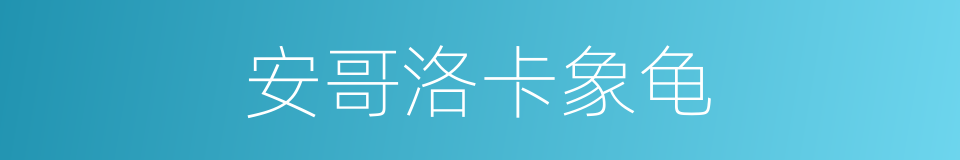 安哥洛卡象龟的同义词