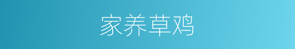 家养草鸡的同义词