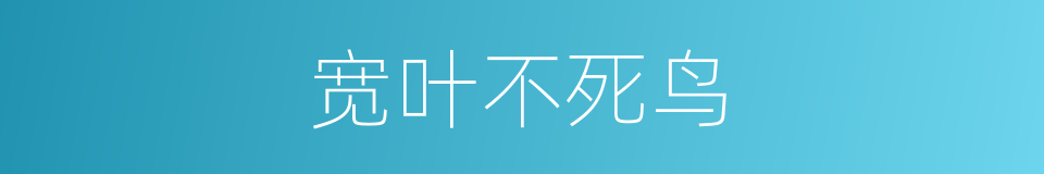 宽叶不死鸟的同义词