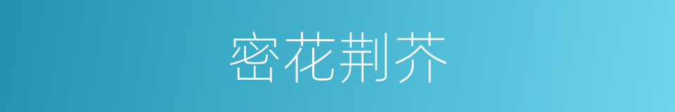 密花荆芥的同义词