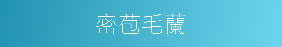 密苞毛蘭的同義詞