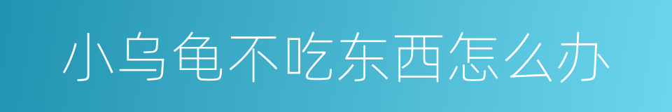 小乌龟不吃东西怎么办的同义词