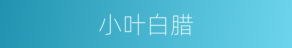 小叶白腊的同义词