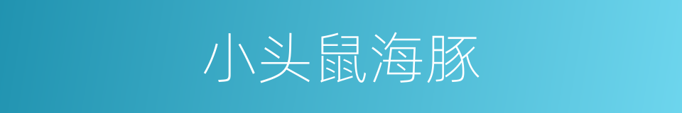 小头鼠海豚的同义词