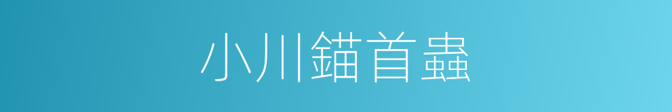 小川錨首蟲的同義詞
