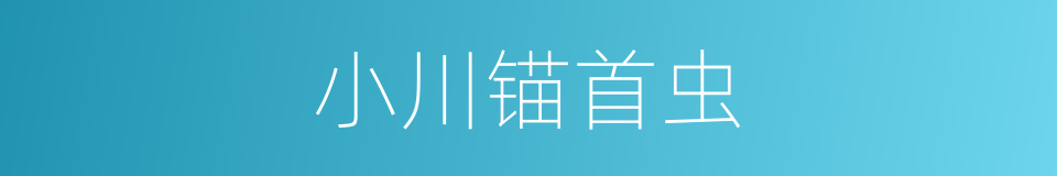小川锚首虫的同义词