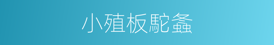 小殖板駝螽的同義詞