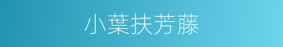 小葉扶芳藤的同義詞