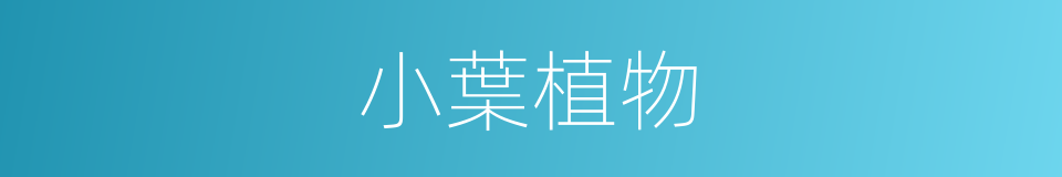 小葉植物的同義詞