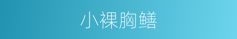 小裸胸鳝的同义词