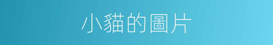 小貓的圖片的同義詞