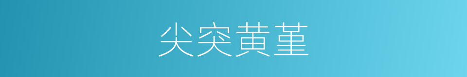 尖突黄堇的同义词