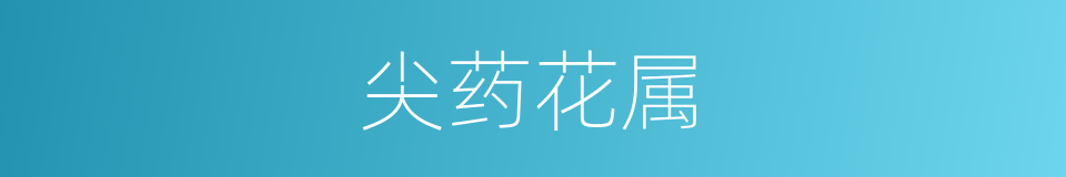 尖药花属的同义词
