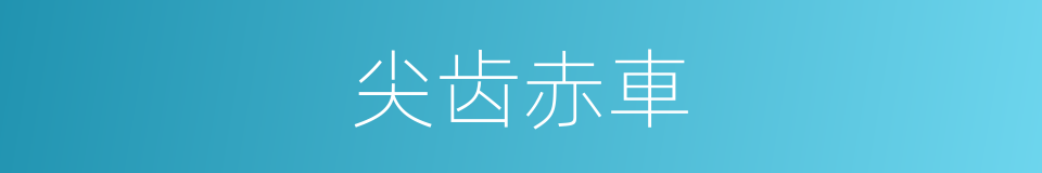 尖齿赤車的同義詞