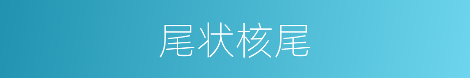 尾状核尾的同义词
