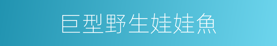 巨型野生娃娃魚的同義詞