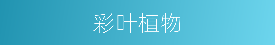 彩叶植物的同义词
