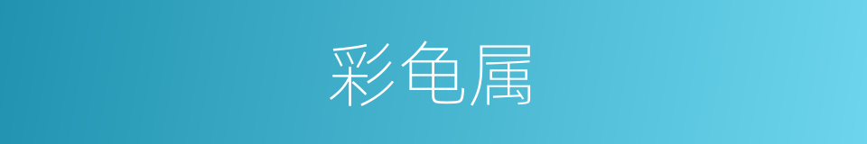 彩龟属的同义词