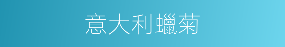 意大利蠟菊的同義詞