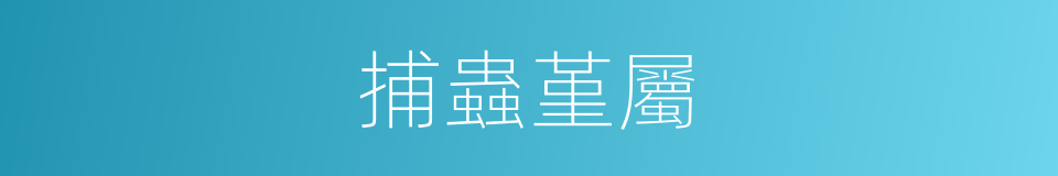 捕蟲堇屬的同義詞