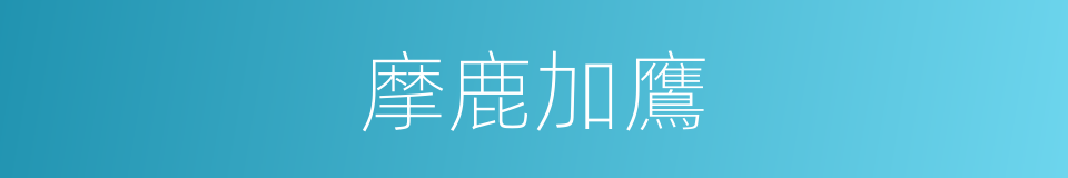 摩鹿加鷹的同義詞