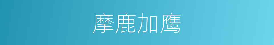摩鹿加鹰的同义词