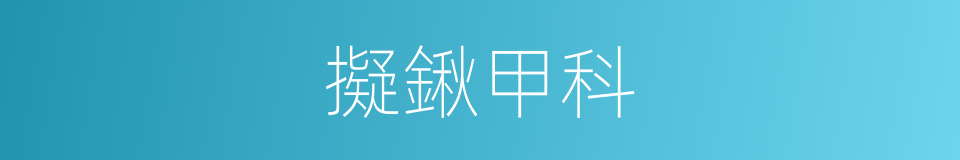 擬鍬甲科的同義詞