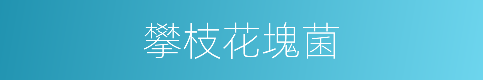 攀枝花塊菌的同義詞