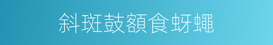 斜斑鼓額食蚜蠅的同義詞