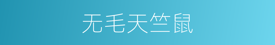 无毛天竺鼠的同义词