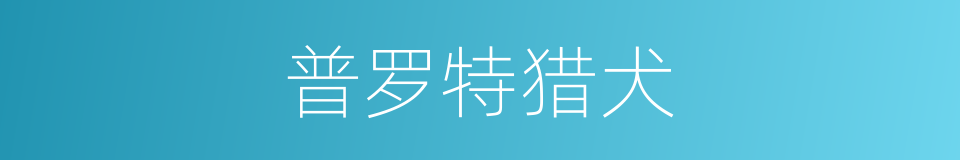 普罗特猎犬的同义词