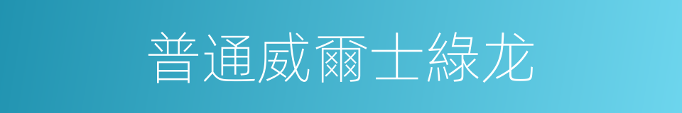 普通威爾士綠龙的同義詞