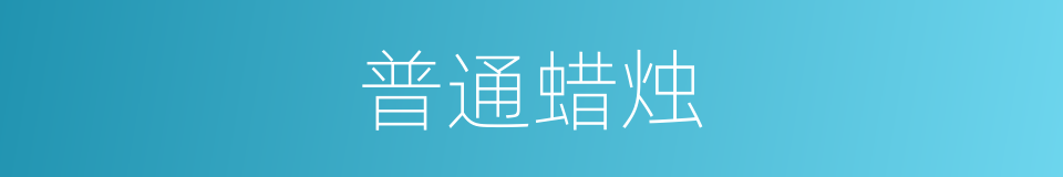 普通蜡烛的同义词