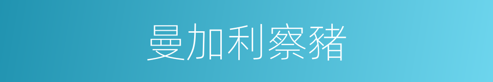 曼加利察豬的同義詞