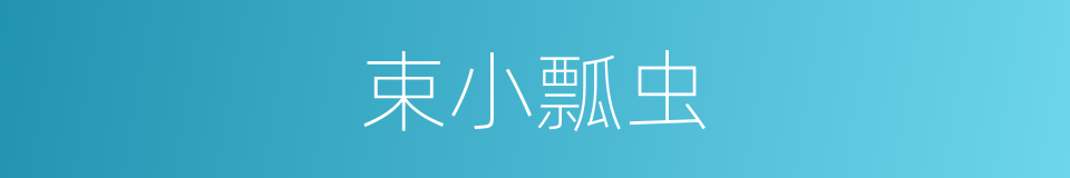束小瓢虫的同义词