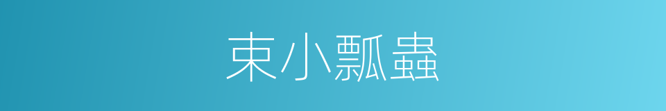 束小瓢蟲的同義詞