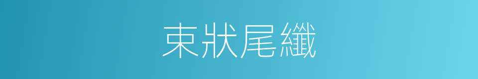 束狀尾纖的同義詞