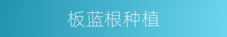 板蓝根种植的同义词