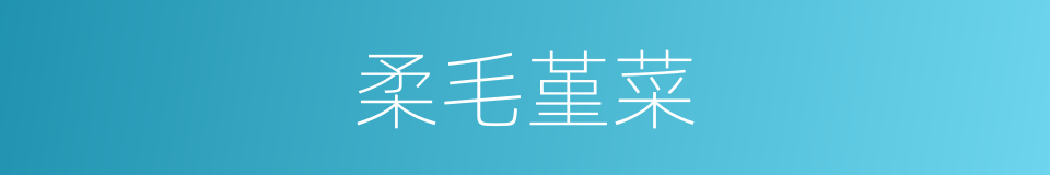 柔毛堇菜的同义词
