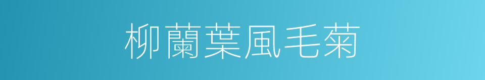 柳蘭葉風毛菊的同義詞