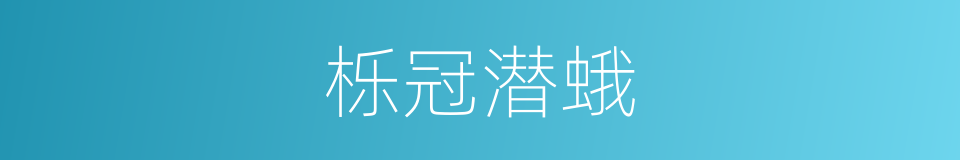 栎冠潜蛾的同义词