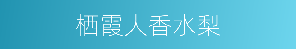 栖霞大香水梨的同义词