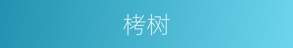 栲树的同义词