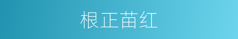 根正苗红的意思