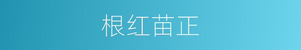 根红苗正的意思