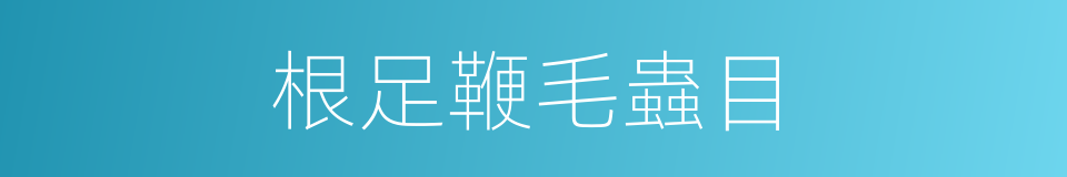 根足鞭毛蟲目的同義詞