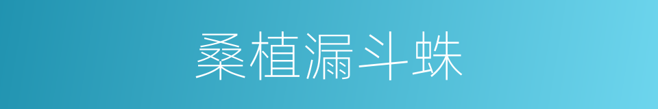 桑植漏斗蛛的同义词