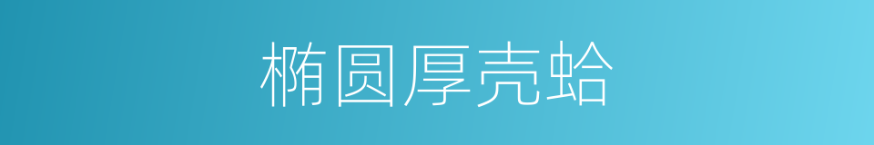 椭圆厚壳蛤的同义词