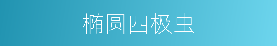 椭圆四极虫的同义词